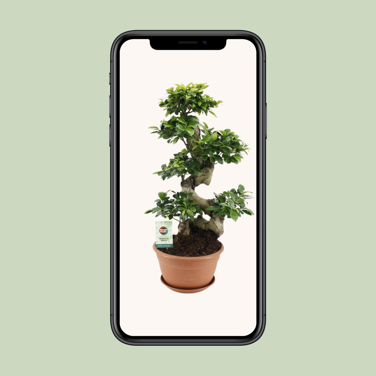 Detailfoto van Ficus Ginseng