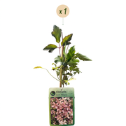 Clematis montana &