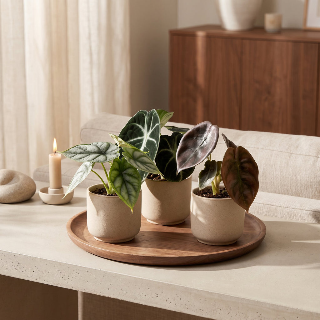3x Baby Alocasia Tricolour - Rood - Groen - Zwart - Tropisch - Ø6cm - ↕12cm, kenmerkend blad