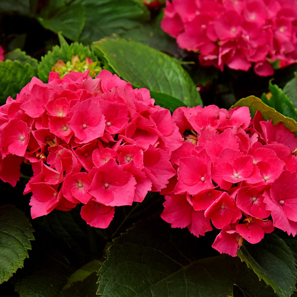 Hydrangea macrophylla Red, 30 cm hoog, kenmerkend blad