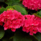 Hydrangea macrophylla Red, 30 cm hoog, kenmerkend blad