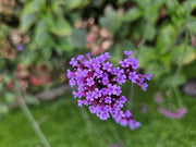 Verbena bonariensis