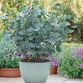 Eucalyptus gunnii, 40 cm hoog, plant in pot