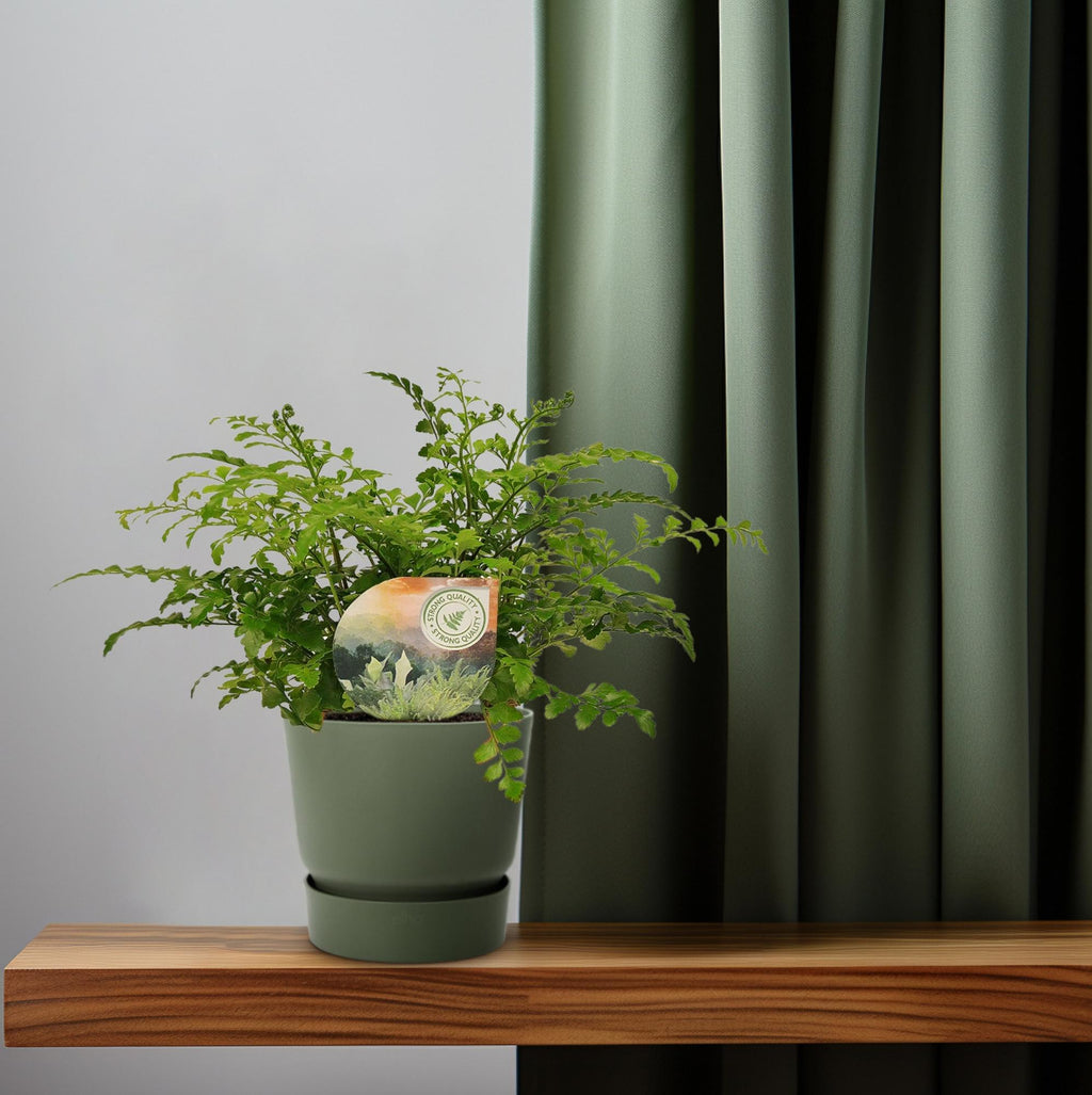 Asplenium Parvati, plant in pot
