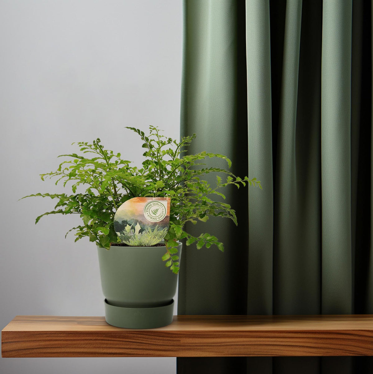 Asplenium Parvati, plant in pot