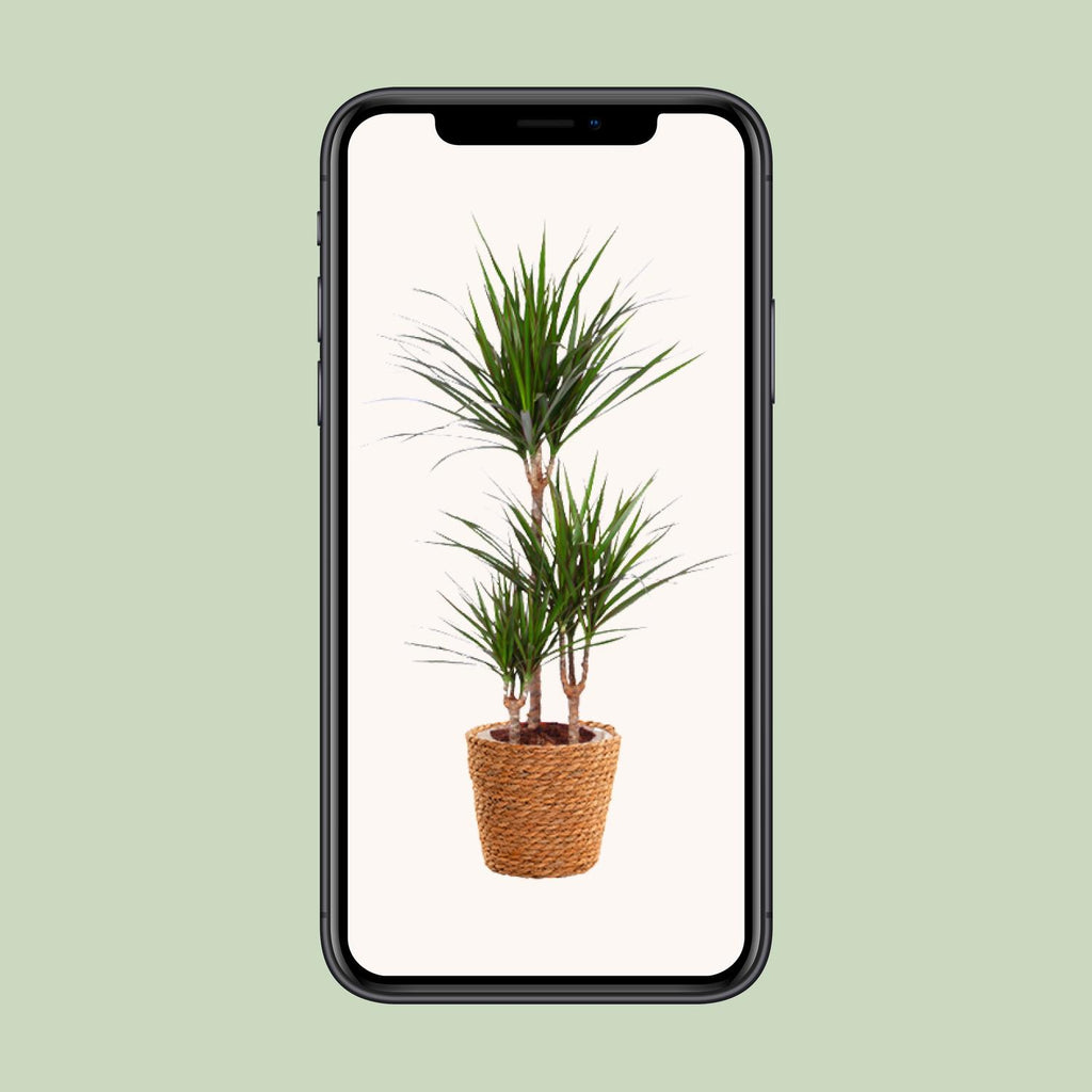 Detailfoto van Dracaena Marginata