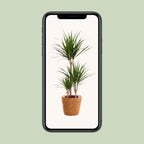 Detailfoto van Dracaena Marginata