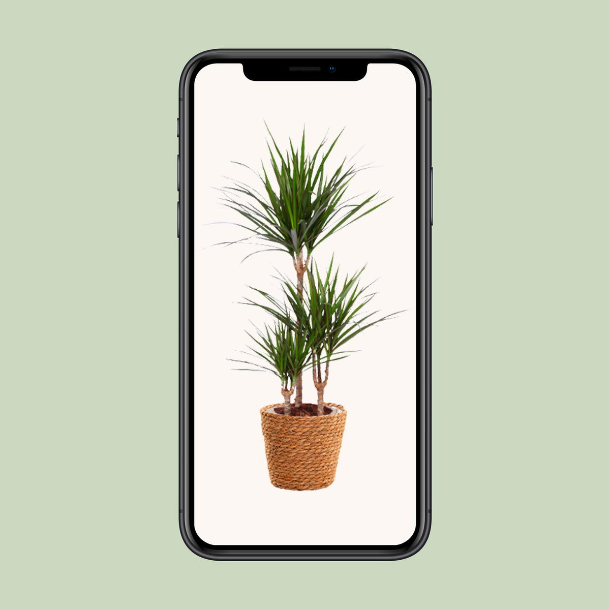Detailfoto van Dracaena Marginata