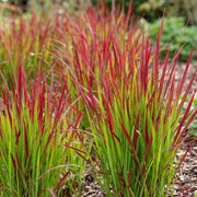 Imperata cylindrica Red Baron - Japans bloedgras - Rode uitlopers - Rood - 24 Planten
