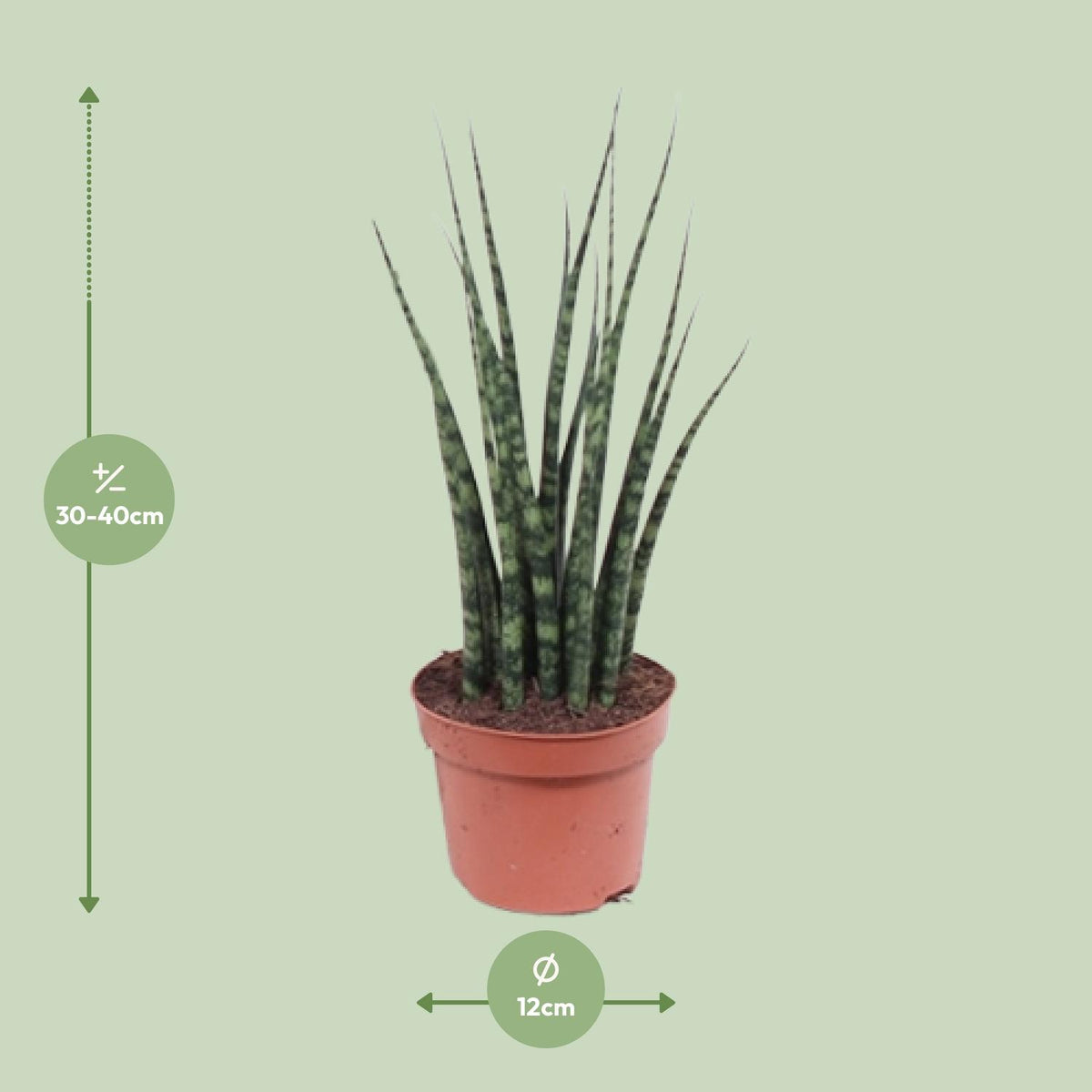 Detailfoto van Sansevieria Fernwood Mikado