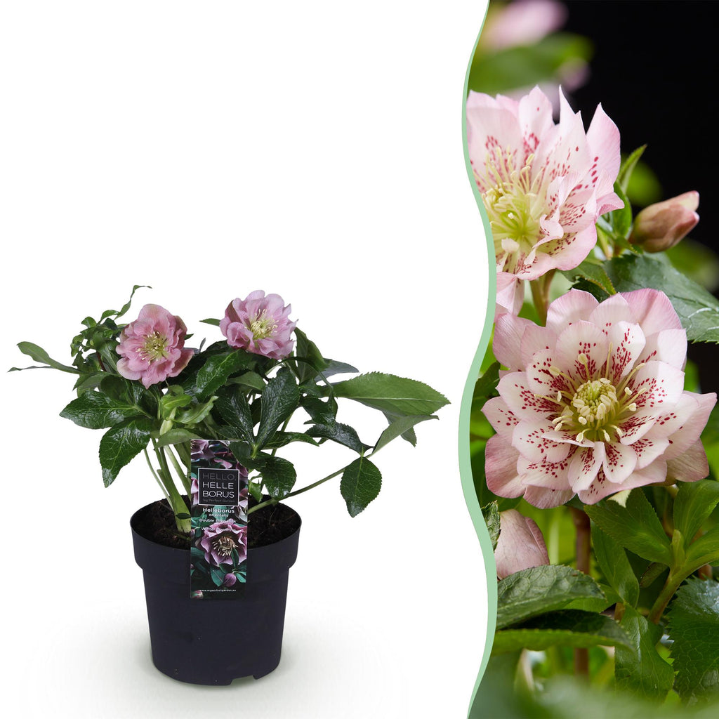 Lenten rose Helleborus orientalis Double Ellen Pink, detail van het blad