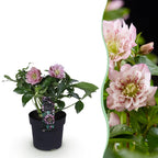 Lenten rose Helleborus orientalis Double Ellen Pink, detail van het blad