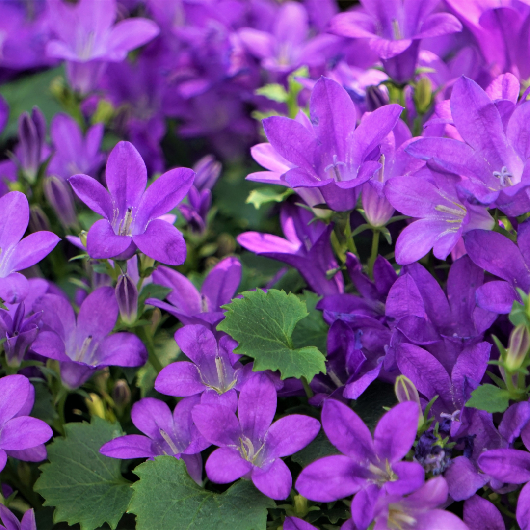 Campanula portenschlagiana, plant in pot