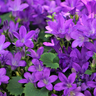 Campanula portenschlagiana