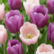 Tulp Macron mix bloembollen