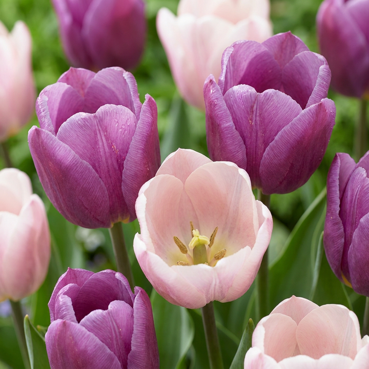 Tulp Macron mix bloembollen