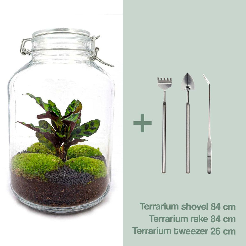 DIY terrarium - Jar Calathea - Zonder gereedschap, groene bladeren