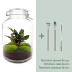 DIY terrarium - Jar Calathea - Zonder gereedschap, groene bladeren