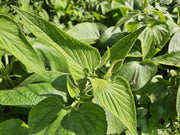 Phlomis russeliana