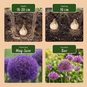 Sierui Allium &