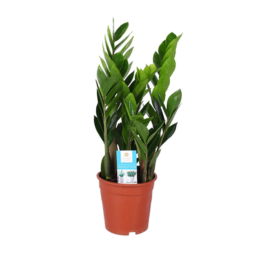 Zamioculcas Zamiifolia, plant in pot