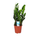Zamioculcas Zamiifolia, plant in pot