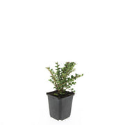 Cotoneaster horizontalis