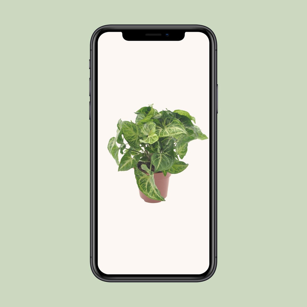 Detailfoto van Syngonium Arrow