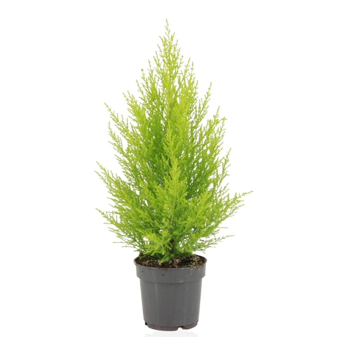 Productfoto van Cupressus Macrocarpa Goldcrest Wilma