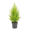 Cupressus Macrocarpa Goldcrest Wilma