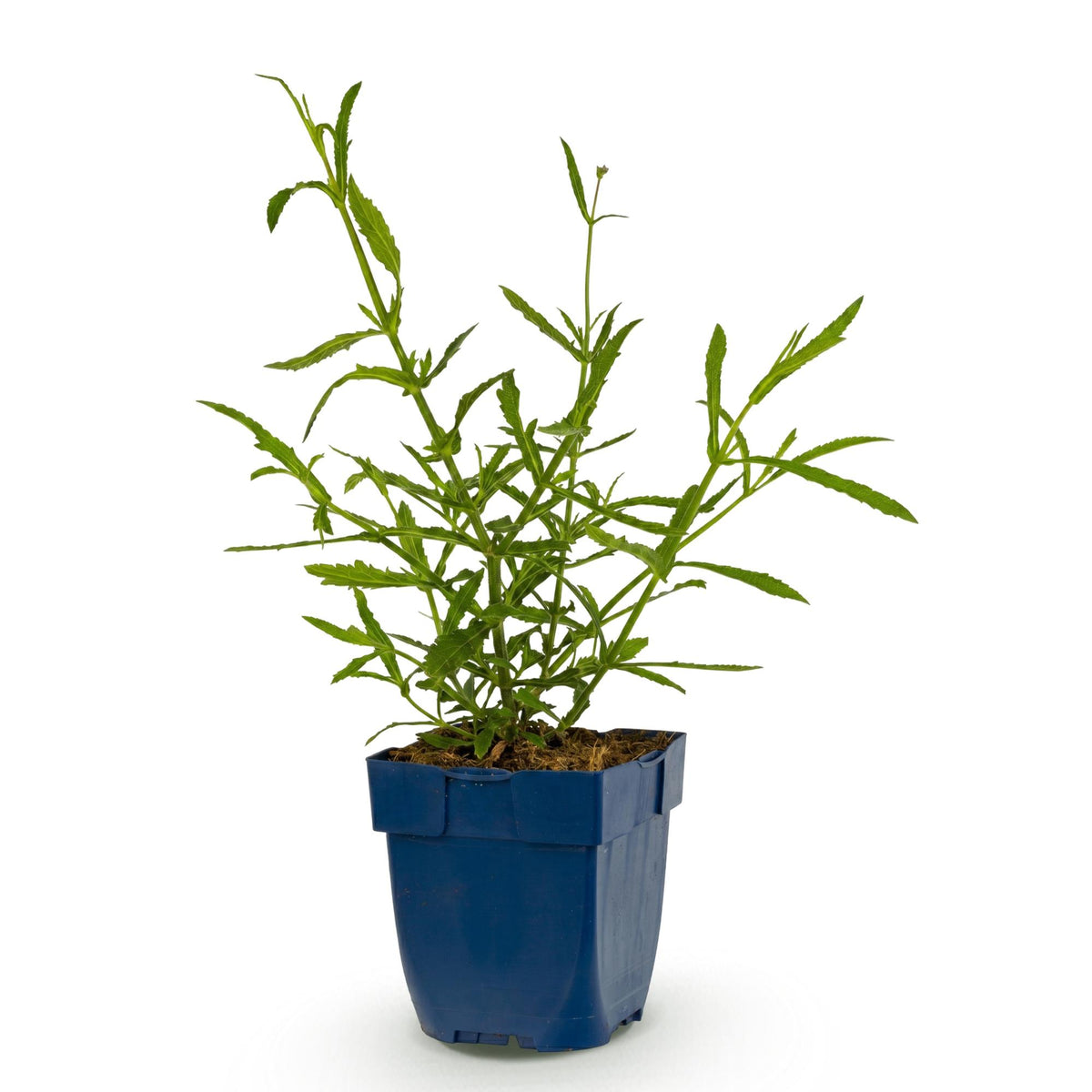 Ijzerhard bonariensis Lollipop, met paarse bloemen, plant in pot