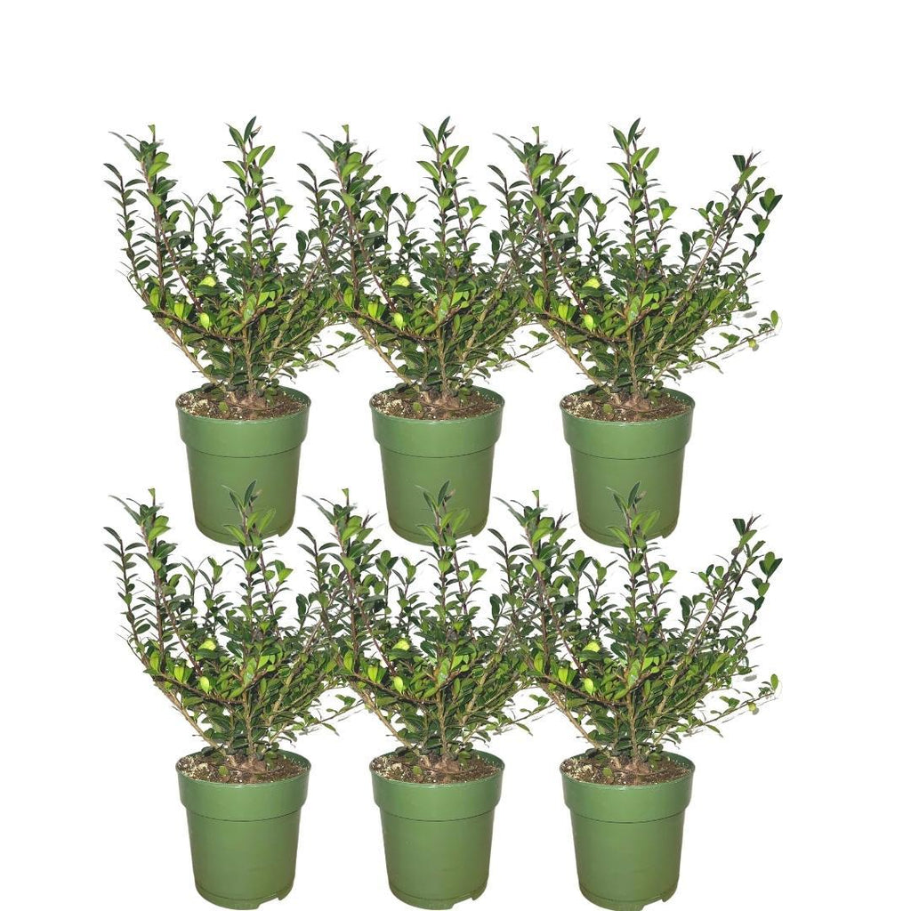Productafbeelding van Pureplant