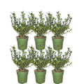 Productafbeelding van Pureplant