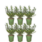 Productafbeelding van Pureplant