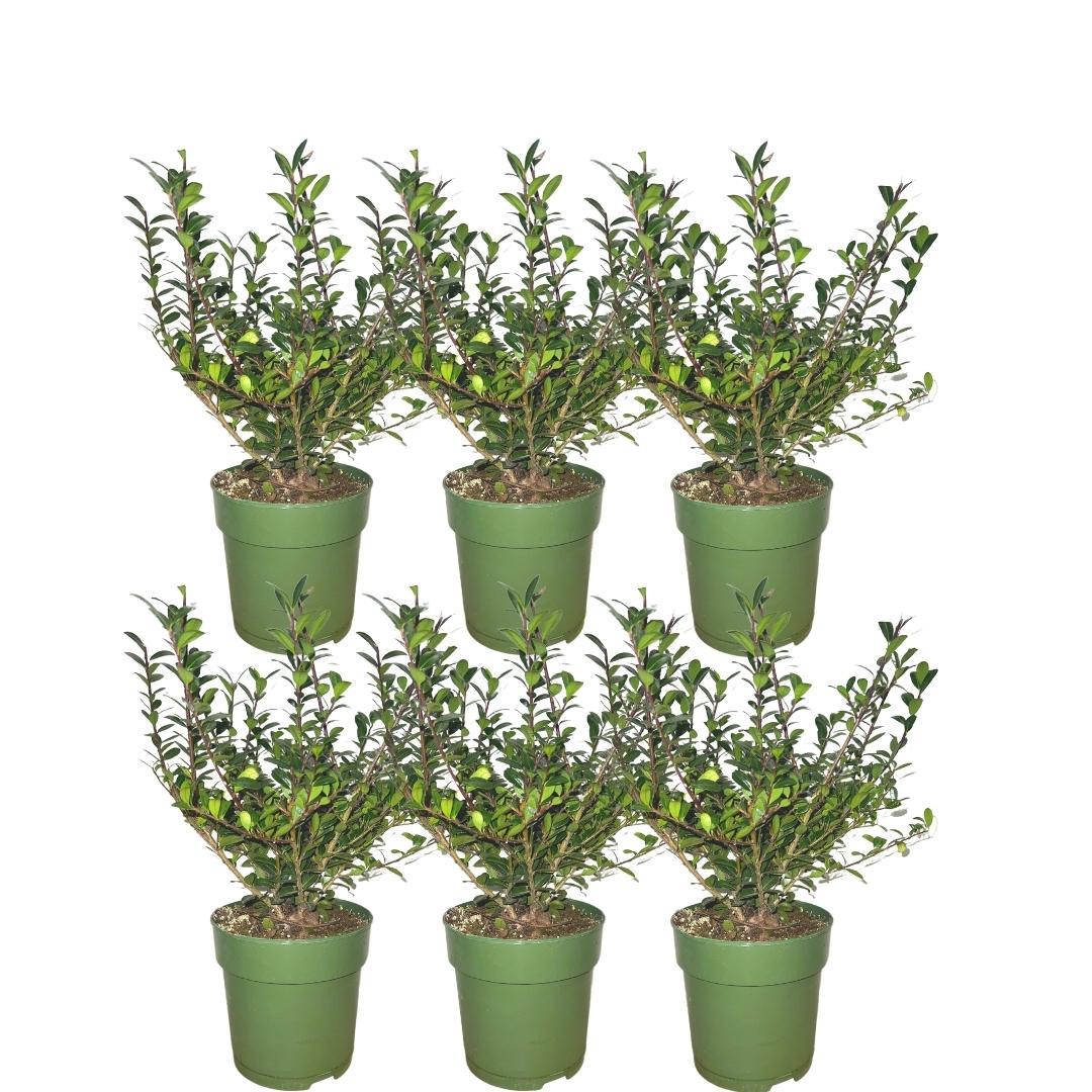 Productafbeelding van Pureplant