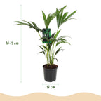 Howea Forsteriana, 70-75 cm hoog, plant voor binnen