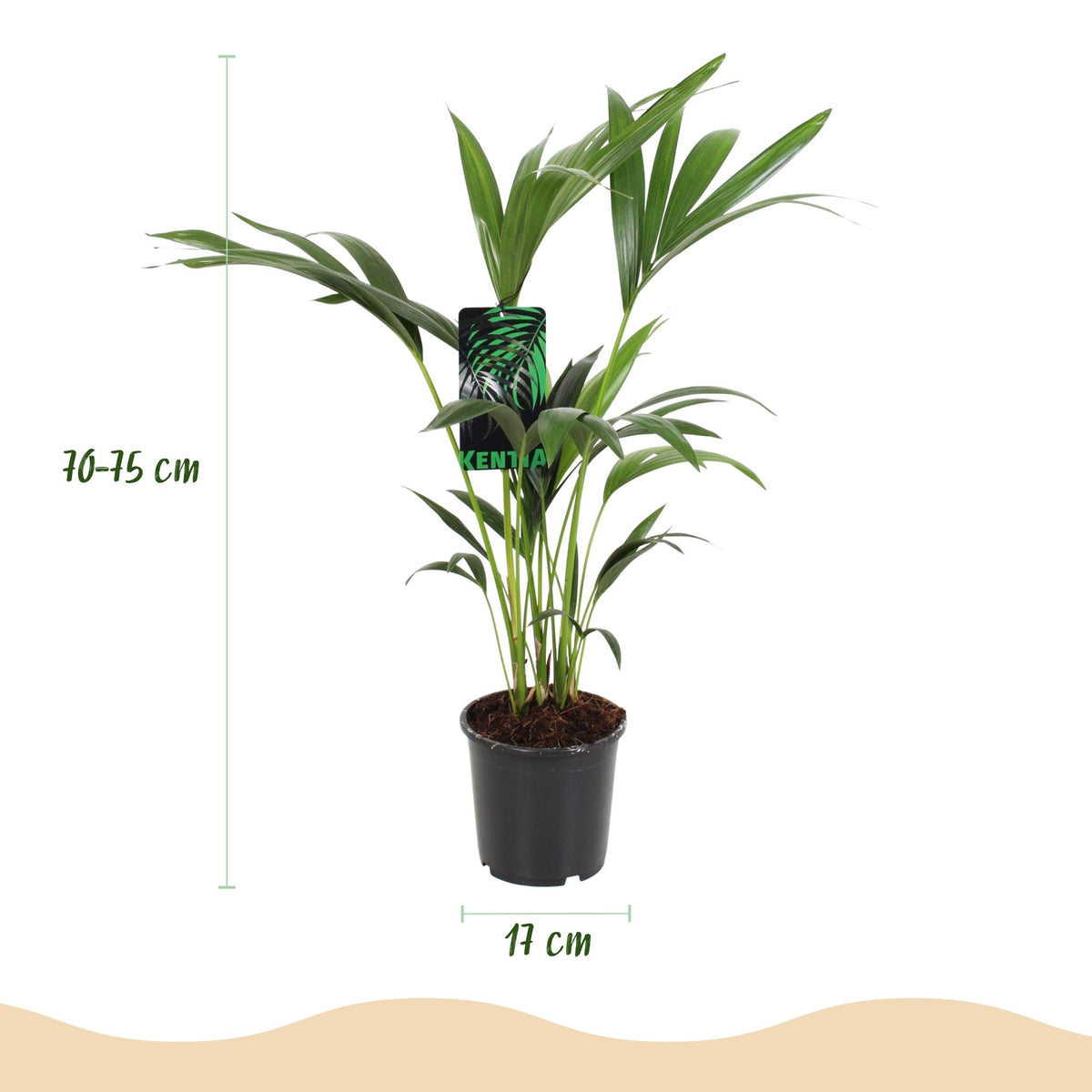Howea Forsteriana, 70-75 cm hoog, plant voor binnen