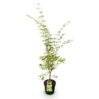 Acer palmatum Sangokaku, kenmerkend blad