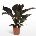 Philodendron Imperial Red, detail van het blad