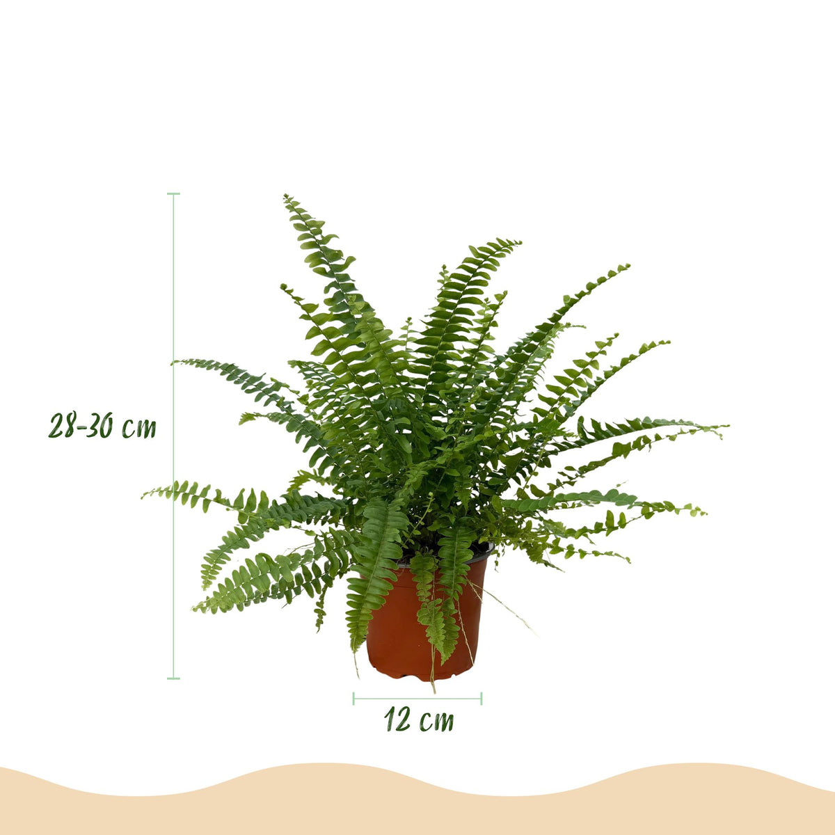 Nephrolepsis exaltata Green Lady met mand, compacte plant