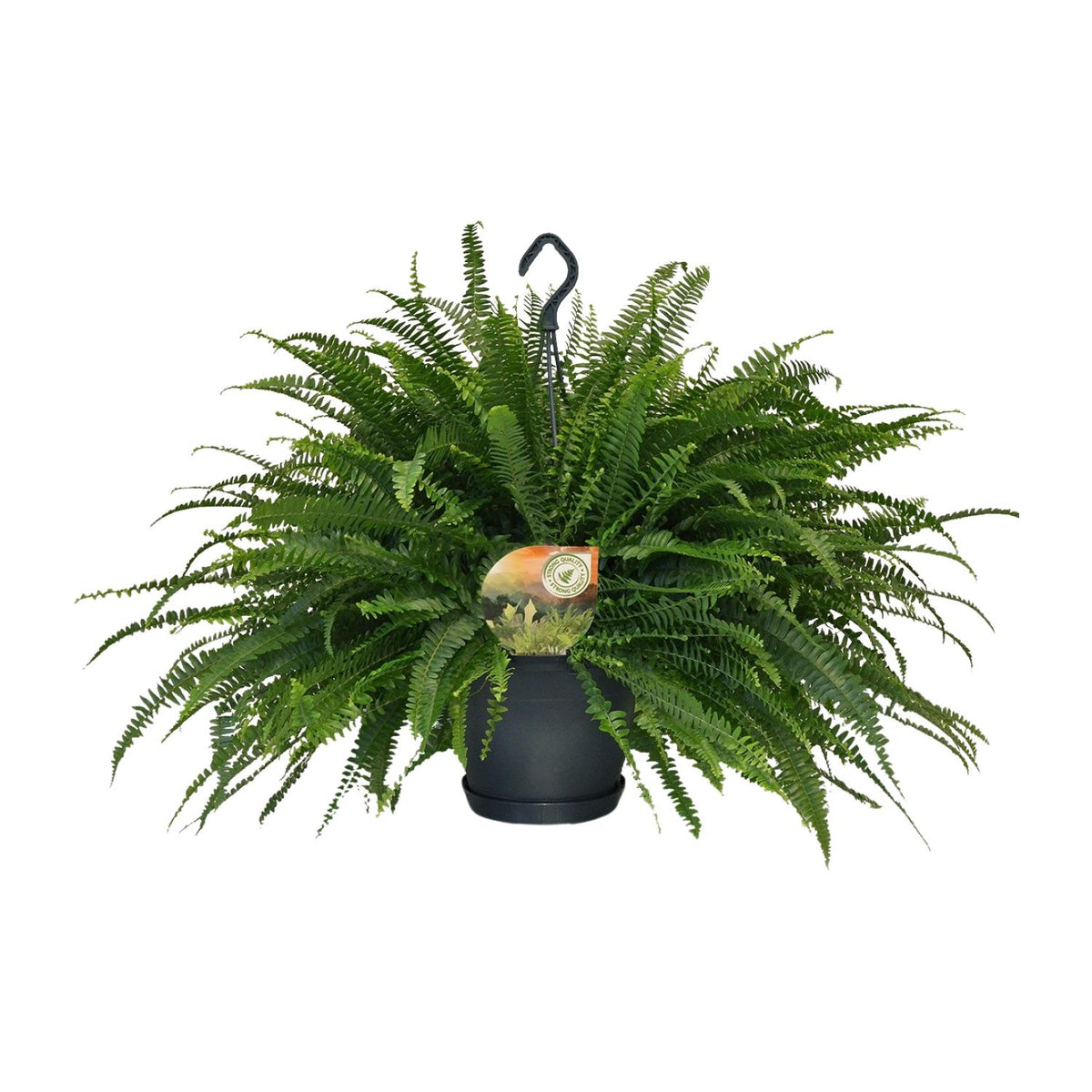 Productfoto van Nephrolepis Green Lady