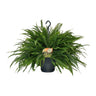 Nephrolepis Green Lady
