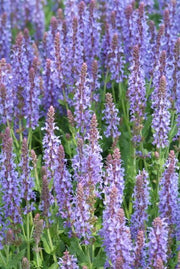 Salvia nem. &