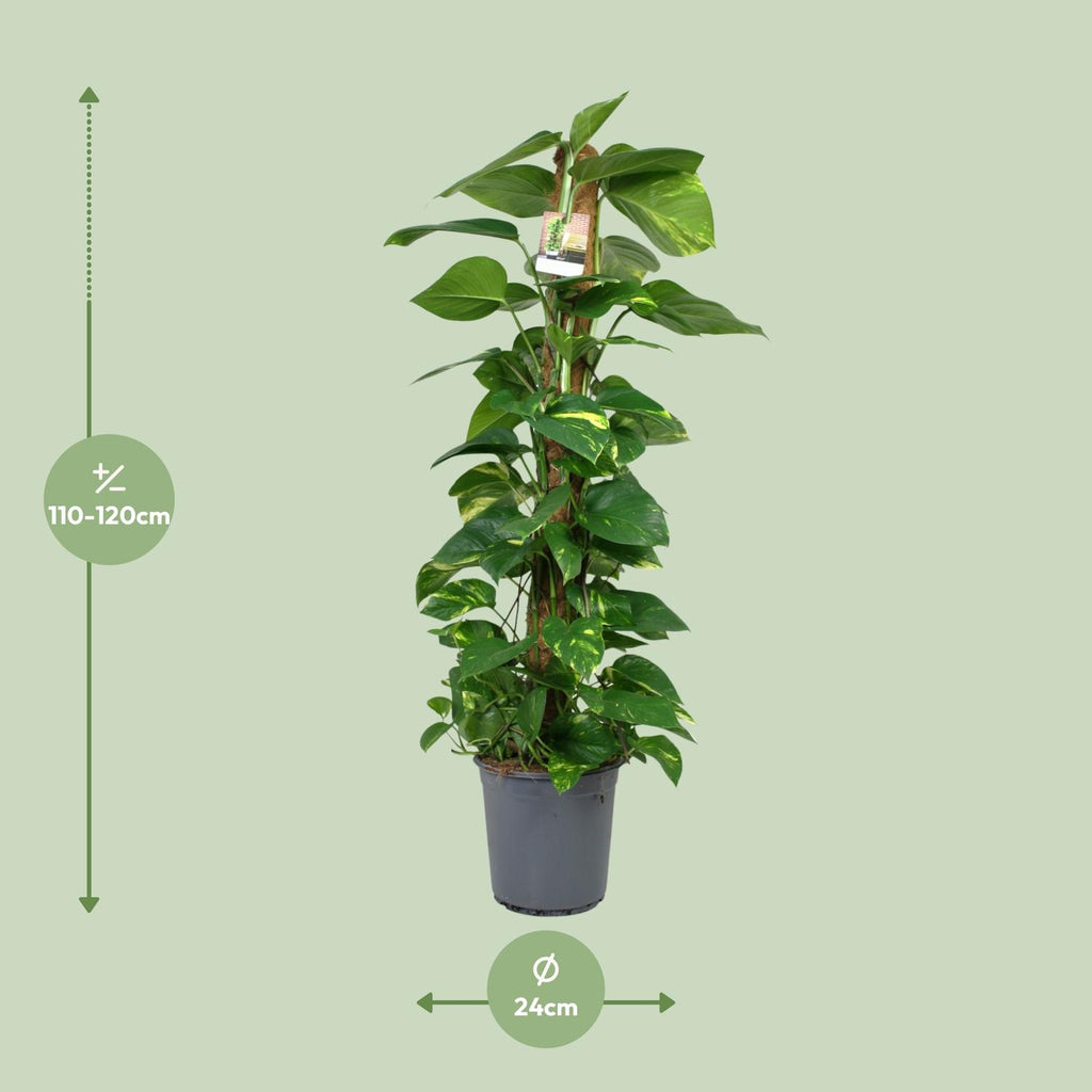 Detailfoto van Scindapsus Epipremnum
