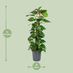 Detailfoto van Scindapsus Epipremnum