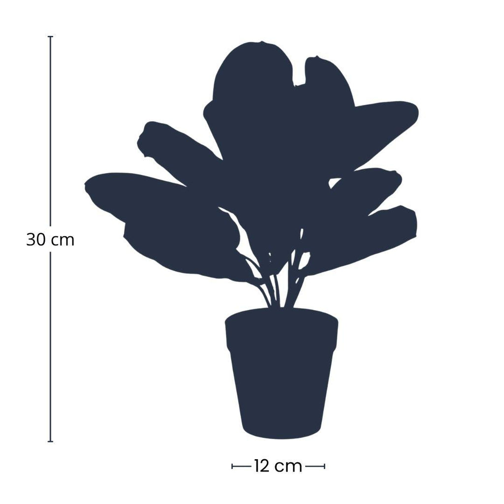 Maranta, plant in pot