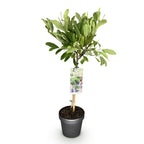 Magnolia stellata, kenmerkend blad