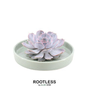 ROOTLESS Succulent Echeveria Lilacina in schaal &