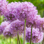 Sierui Allium 'Globemaster', ronde paarse bloem, 5 bollen, kenmerkend blad