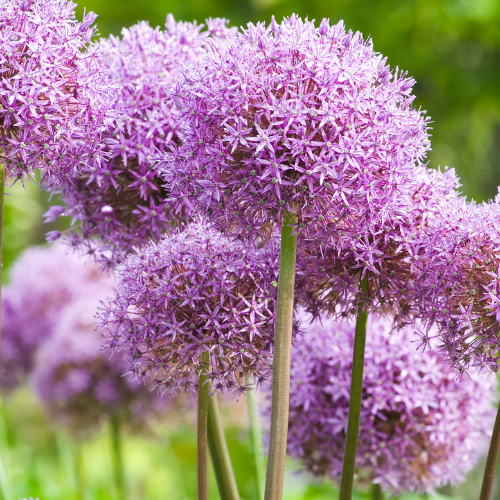 Sierui Allium 'Globemaster', ronde paarse bloem, 5 bollen, kenmerkend blad